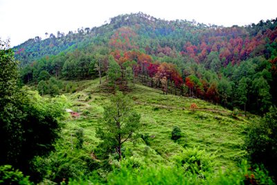 Forest near Sarsawa