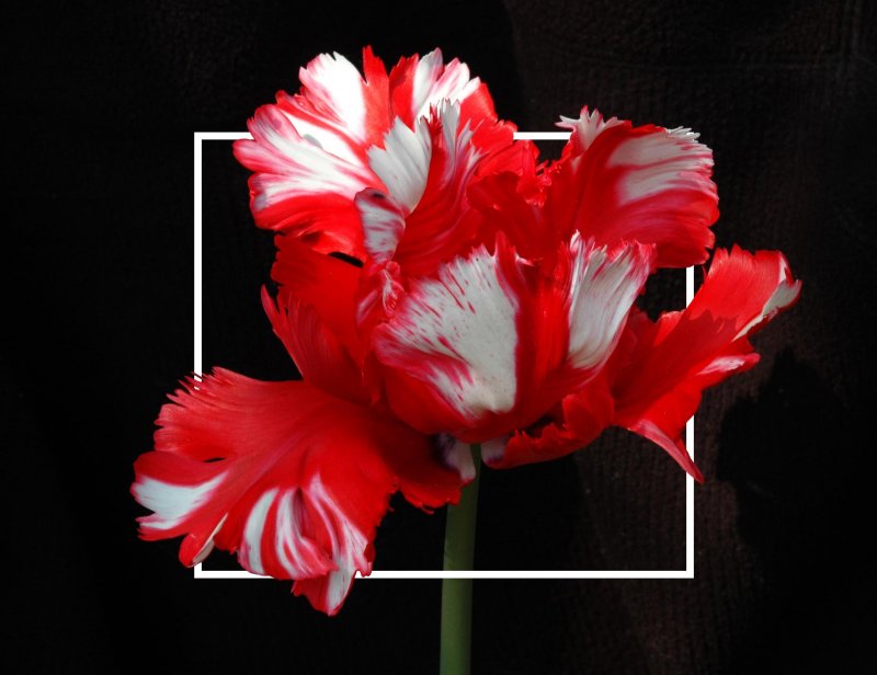Strange-Tulip-edit1.jpg