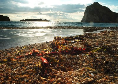 Seaweed-n-pebbles.jpg