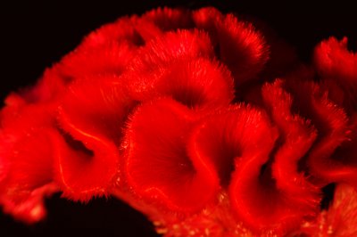 Some-sort-of-red-flower.jpg