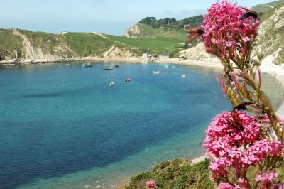 LulworthRed-Flies.jpg