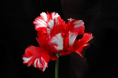 Strange-Tulip.jpg