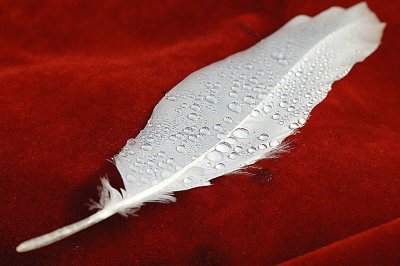 FeatherDrops2.jpg
