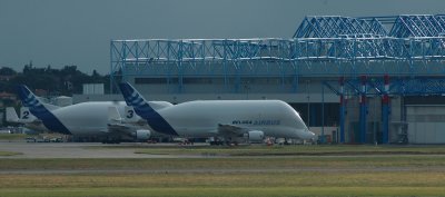 2-Beluga-Blues.jpg