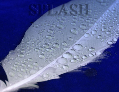 Splash-.jpg