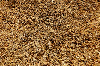 filling the frame Thatch.jpg