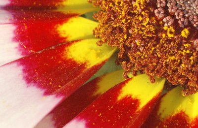 filling-the-frame-pollen.jpg