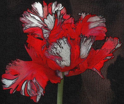 Tulip Artwork.jpg