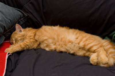 _MG_0500.jpg