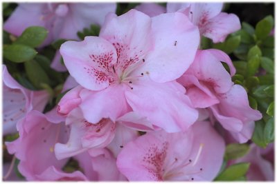 Mum's Azaleas #2