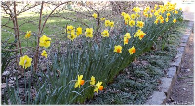 Daffodils