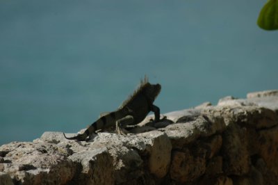 Iguana