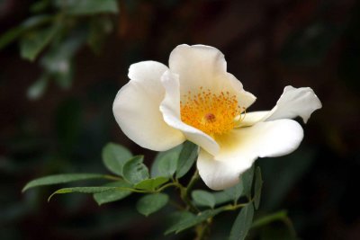 Flower at the Agriturismo Cretaiole.jpg