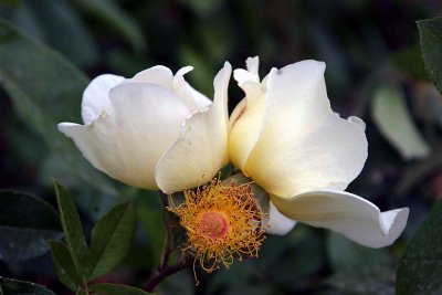 Flower at the Agriturismo Cretaiole 2.jpg