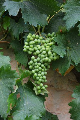 Grapes at the Agriturismo Cretaiole.jpg