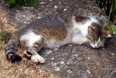 One of the cats at the Agriturismo Cretaiole.jpg