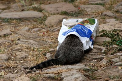 Stella finds the cat food bag.jpg