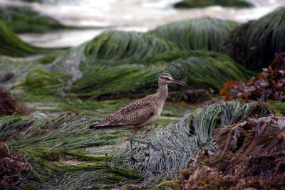 Bird in the Sea Grass.jpg