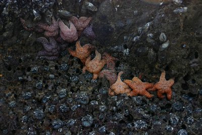 Starfish and Anemone.jpg