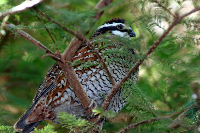 Bird in Virginia.jpg