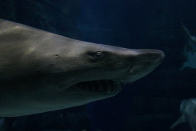Shark at Virginia Beach Aquarium.jpg