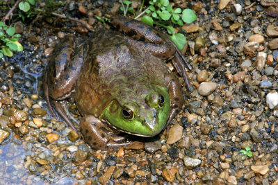 Frog at Natural Bridge Virginia
