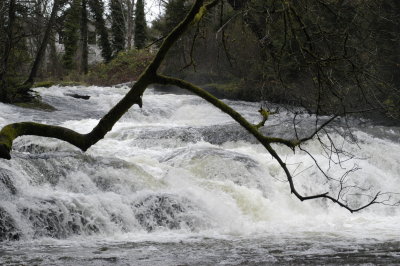 Millstone River (Runs through our back yard)