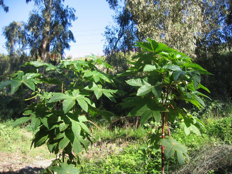 Castor oil plant, Ricinbuske (Bibelns kurbits)