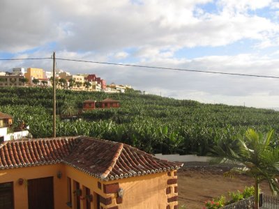 banana fields in Tazacorte