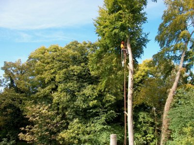 tree surgery on our boundary