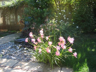 schizostylia next to water feature