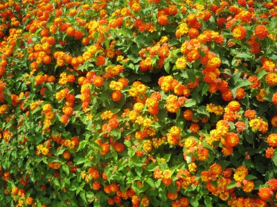 Lantana