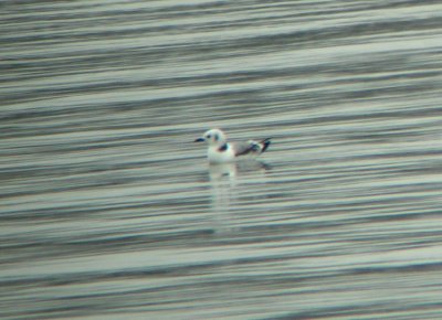 Black-legged Kittiwake