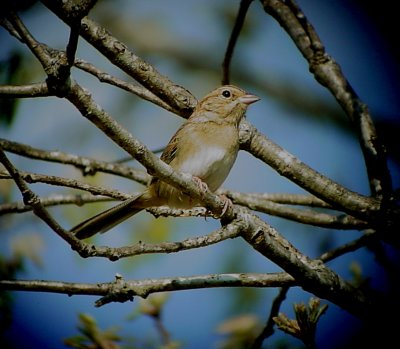 Bachman's Sparrow