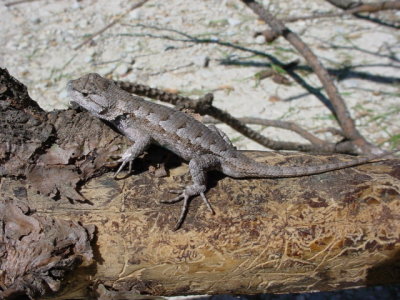 Fence Lizard