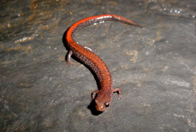 Southern Redback Salamander