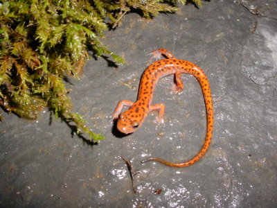 Cave Salamander