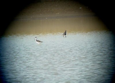 Black-necked Stilt