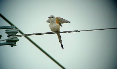 Scissor-tailed Flycatcher