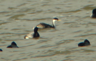 Clark's Grebe?