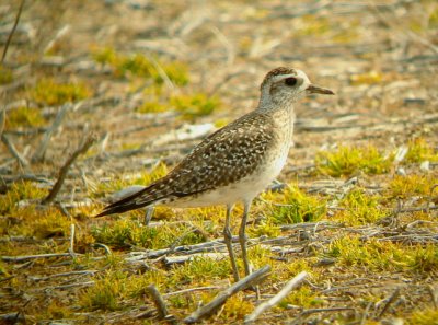 American Golden Plover