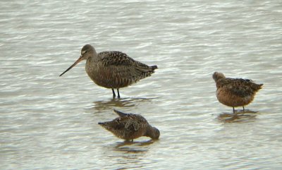 Hudsonian Godwit