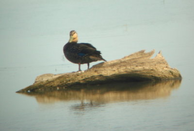 Mottled Duck