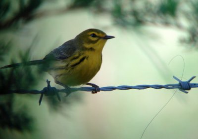 Prairie Warbler