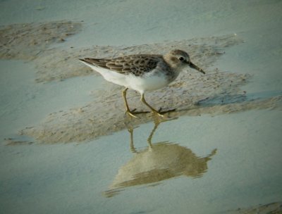 Least Sandpiper