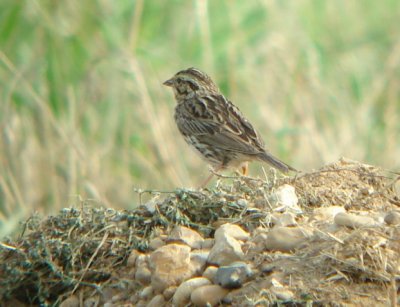Savannnah Sparrow in June!