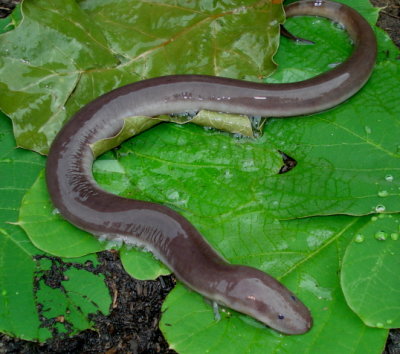 Three-toed Amphiuma