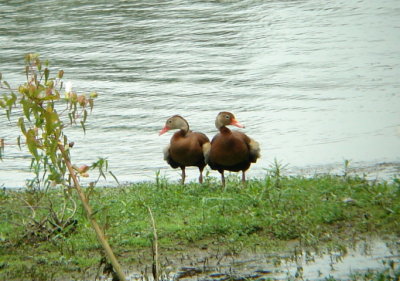 Black-bellied Whistling Ducks
