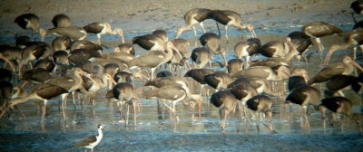 White Ibis