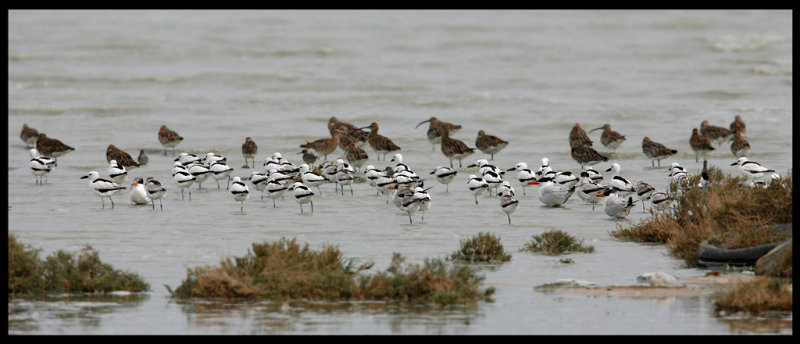 Crab Plover - resident bird in the Gulf